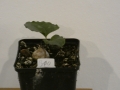 Schildkrötenpflanze Dioscorea elephantipes B10