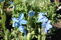 Meconopsis x sheldonii   Blauer Tibetmohn