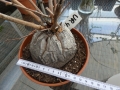 Schildkrötenpflanze Dioscorea elephantipes UR4