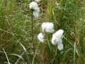 Eriophorum angustifolium, schmalblättriges Wollgras