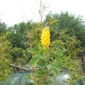 Bild 4 von Argyrocytisus battandieri  Baum-Ginster  Ananasginster