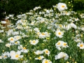 Bild 4 von Romneya coulteri  Kalifornischer Baummohn