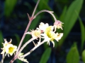Bild 1 von Geum rivale gelb Bachnelkenwurz  gelbe Blüten