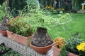 Bild 2 von Schildkrötenpflanze Dioscorea elephantipes