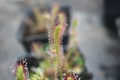 Bild 1 von Drosera anglica, langblättriger Sonnentau