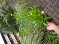 Bild 3 von Nipponanthemum nipponicum „Nippon-Gänseblümchen“ oder „Montauk-Gänseblümchen“