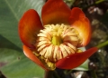 Bild 2 von Nuphar japonica