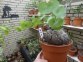 Bild 1 von Schildkrötenpflanze Dioscorea elephantipes UR9