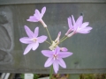 Tulbachia violacea 