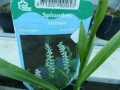 Bild 3 von Spiranthes cernua   Herbstdrehwurz Solitärpflanze