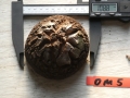 Bild 1 von Schildkrötenpflanze Dioscorea elephantipes OM5