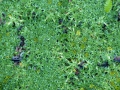 Bild 2 von Azorella trifurcata  Andenpolster