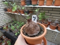 Schildkrötenpflanze Dioscorea elephantipes  Z4