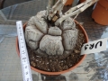 Bild 2 von Schildkrötenpflanze Dioscorea elephantipes UR9