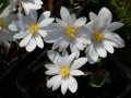 Bild 3 von Sanguinaria canadensis  