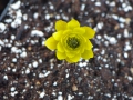 Bild 8 von Adonis amurensis Pleniflora  Gefülltes Adonisröschen Solitär