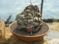 Bild 16 von Schildkrötenpflanze Dioscorea elephantipes 