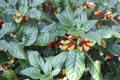 Impatiens niamniammensis  Kongolieschen oder Papageienpflanze