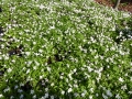 Bild 3 von Anemone nemorosa  Buschwindröschen