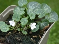 Bild 1 von Korsisches Zimbelkraut   Cymbalaria hepaticifolia