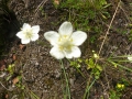 Bild 2 von Parnassia palustris, Sumpfherzblatt