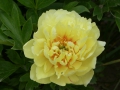 Paeonia X Bartzella  ITOH-Pfingstrose