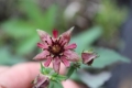 Bild 3 von Potentilla palustris, Blutauge