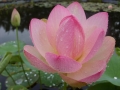 Lotus Nelumbo nucifera rosea