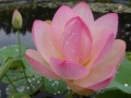 Lotus Nelumbo nucifera rosea  Saat  15 Saatkörner