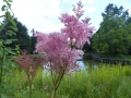 Bild 1 von Filipendula ulmaria rubra  Echtes Mädesüß