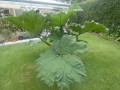 Bild 7 von Gunnera manicata Riesenblatt Mammutblatt Solitär  Nur an Selbstabholer --Keine Lieferung möglich-- 