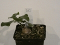 Schildkrötenpflanze Dioscorea elephantipes B03