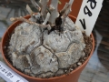 Bild 2 von Schildkrötenpflanze Dioscorea elephantipes RB1