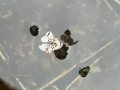 Bild 4 von Wasserähre Aponogeton distachyos