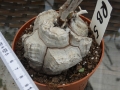 Bild 2 von Schildkrötenpflanze Dioscorea elephantipes RB5