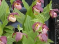 Bild 1 von Cypripedium-macrantha  x parviflora