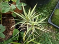 Bild 1 von Yucca filamentosa varigata   Gartenyuccapalme