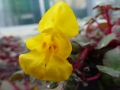 Bild 3 von Impatiens repens   Rankendes Fleißiges Lieschen