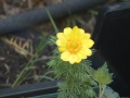 Adonis vernalis  Frühlings-Adonisröschen