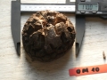 Bild 1 von Schildkrötenpflanze Dioscorea elephantipes OM10
