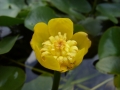 Nuphar pumila