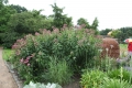 Bild 2 von Eupatorium purpureum  Dost  Riesenschirm