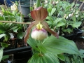 Bild 1 von Cypripedium Hans Erni x Montanum