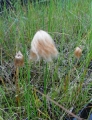 Eriophorum russeoleum, russisches Wollgras