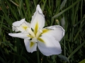 Iris laevigata Summer Moon  Sumpfiris