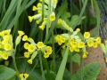 Primula veris