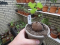Bild 1 von Schildkrötenpflanze Dioscorea elephantipes  LG2
