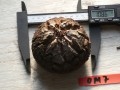 Bild 1 von Schildkrötenpflanze Dioscorea elephantipes OM7