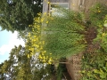 Bild 2 von Helianthus salicifolius /orgyalis  Weidenblättrige Sonnenblume