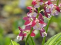 Calanthe rot -weiß
